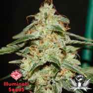 Illuminati Seeds Red Tide